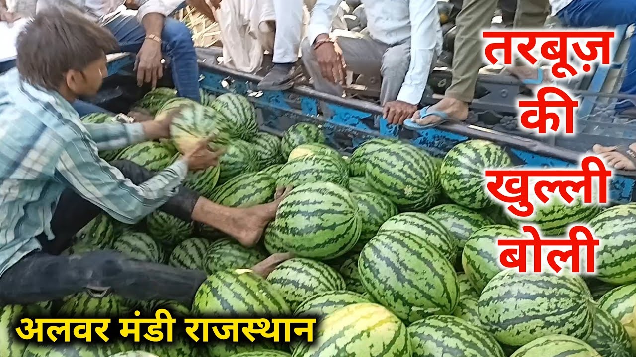 Watermelon Rate Today Alwar Mandi Rajasthan/ Tarbuj wholesale Market rate today/ watermelon Farming
