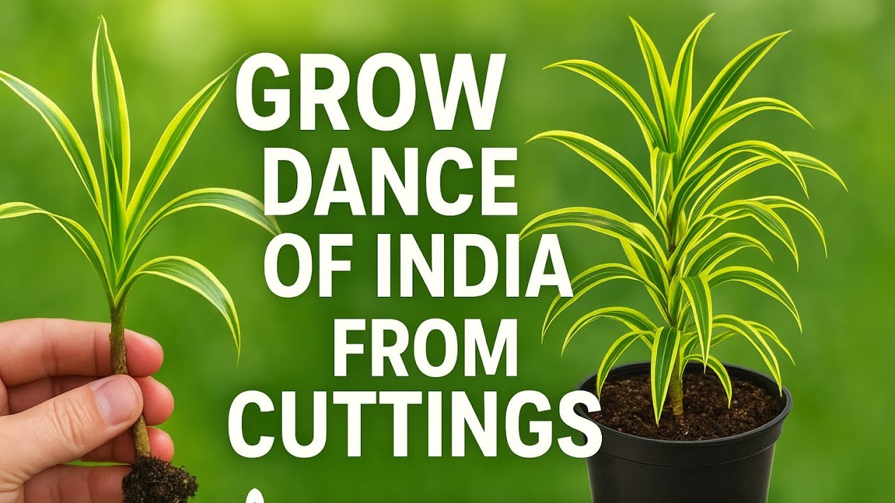 How to Grow Dance of India Plant from Cuttings | Easy Propagation at Home 🌿