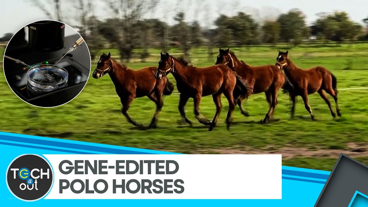 World's First Gene-Edited Polo Horses | Biotech | Tech It Out