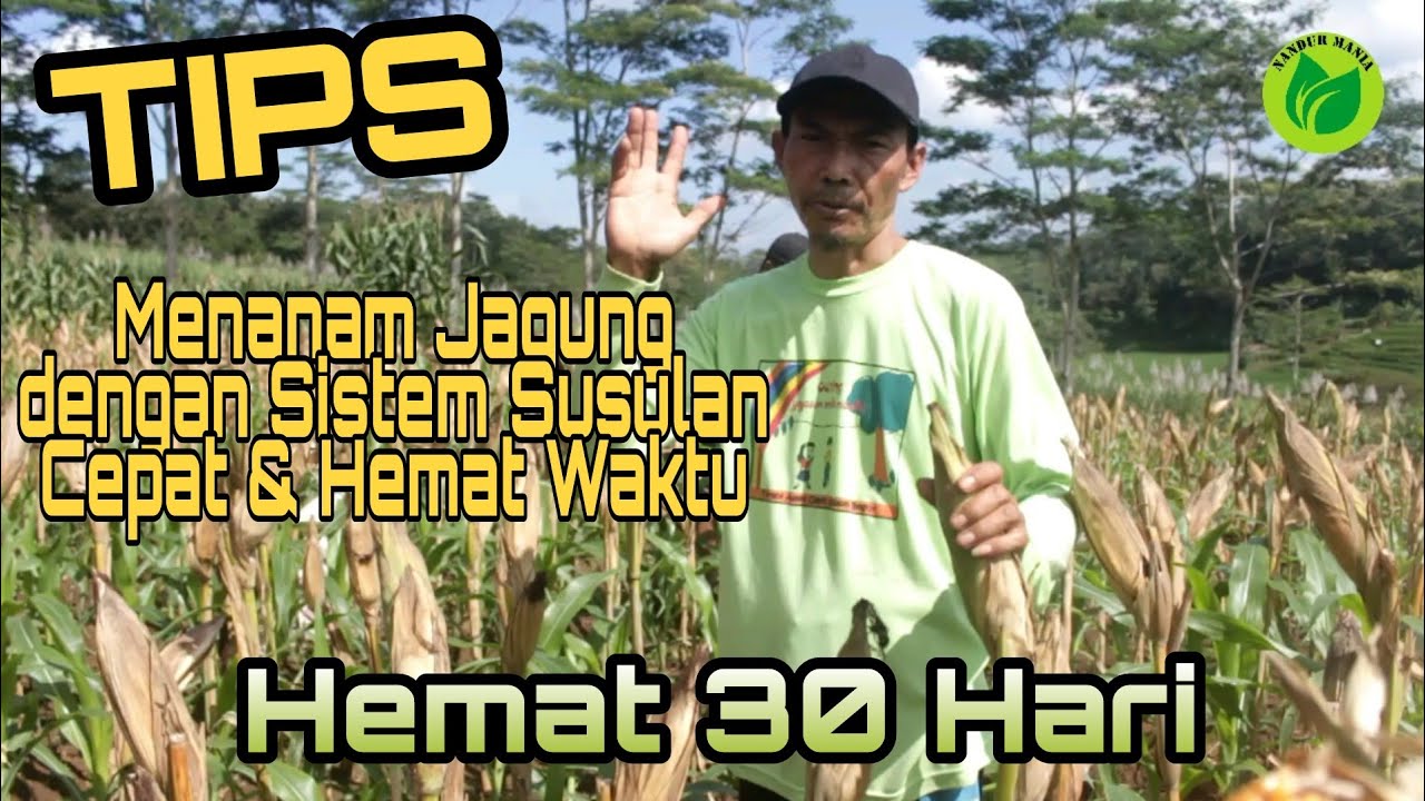 Tutorial/Tips/Cara Menanam Jagung dengan Cepat dan Hemat Waktu Sampai 30hari.