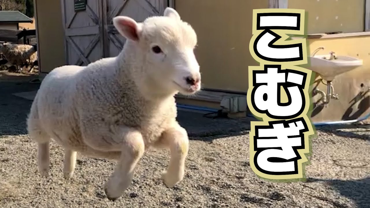 【ひつじ】こむぎ【イングランドの丘】