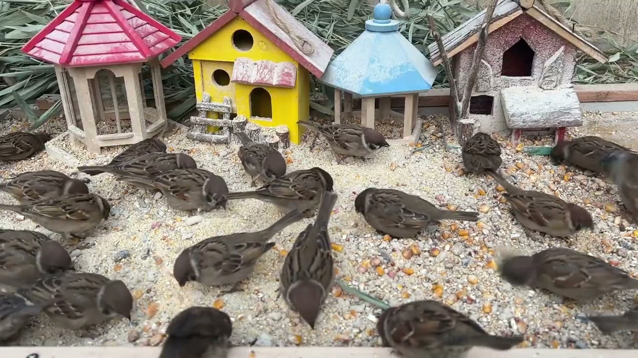 A Handful of Rice, and the Sparrows Came 🐦 | Pure Nature Healing-P260213-4