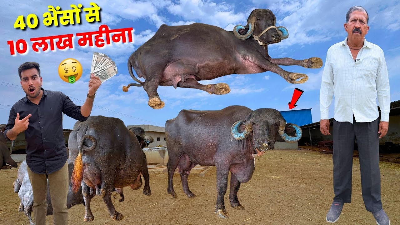 40 Jafarabadi Buffalo से 10 लाख महीना🤑18000 Litre Dudh🐃🔥
