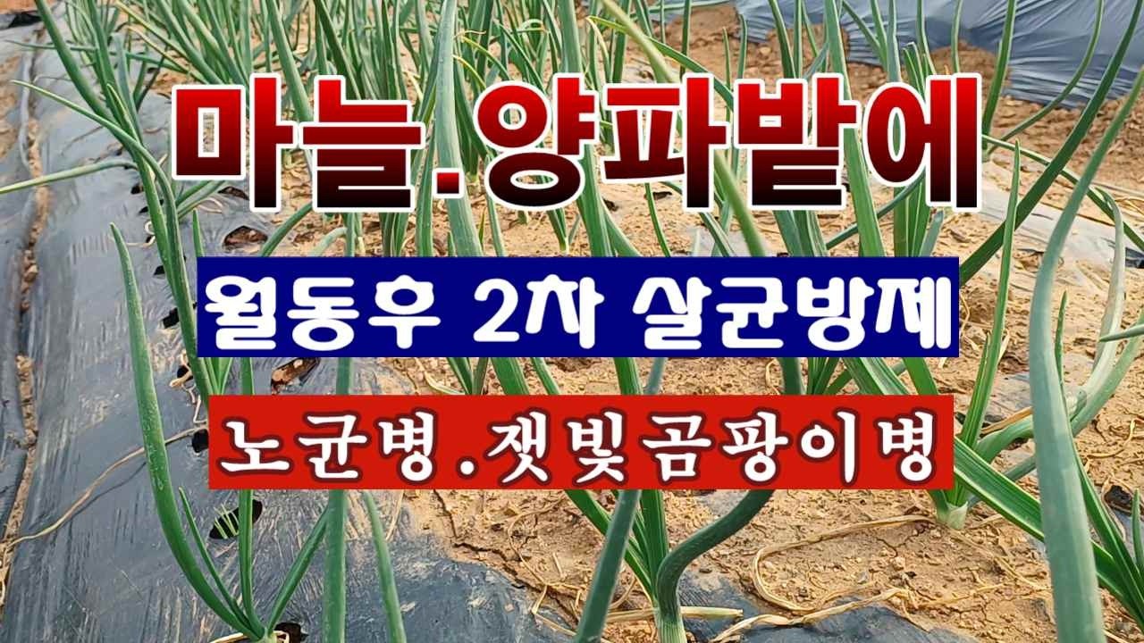 [텃밭농부 2,170]  월동한 마늘. 양파밭에 2차 살균방제하는 방법! #양파재배 #마늘재배