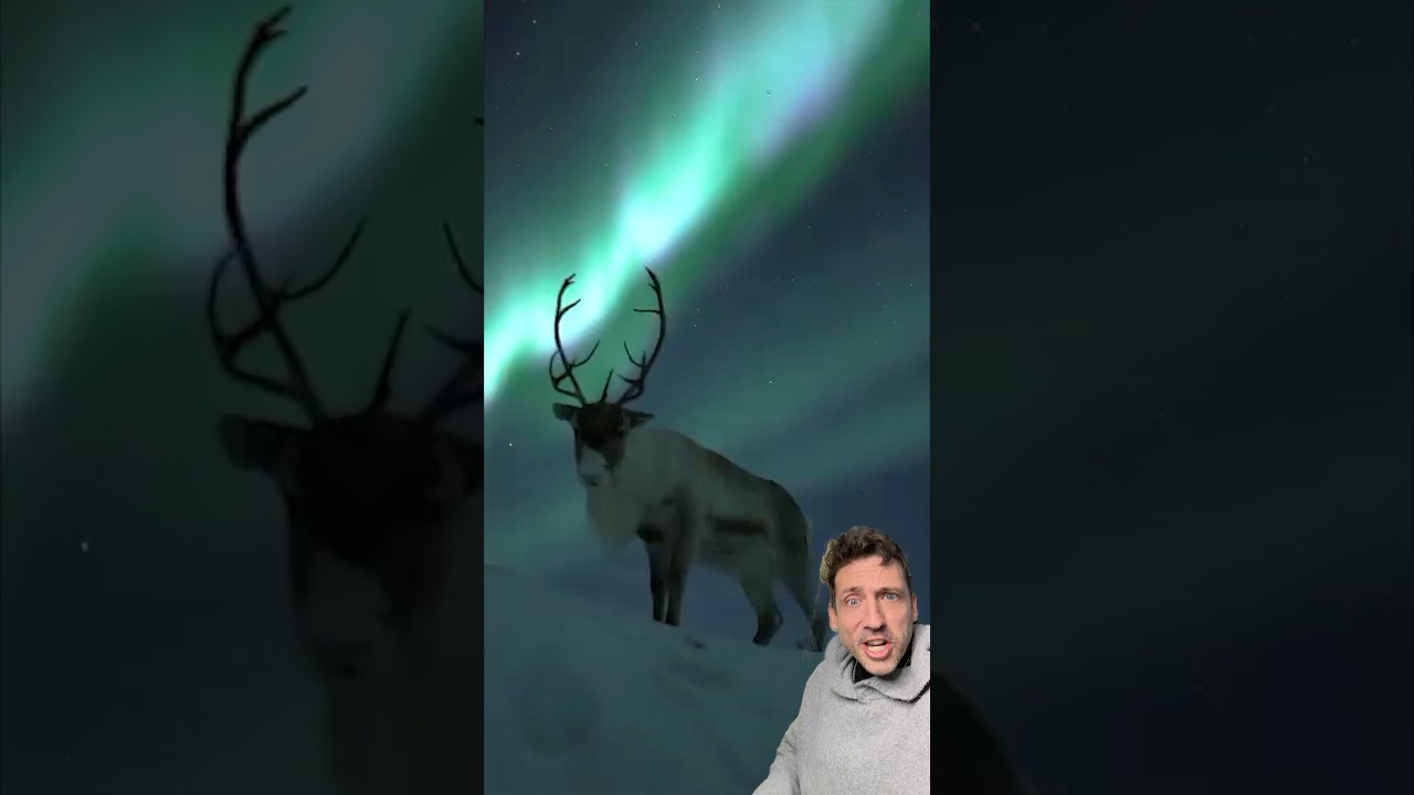 Олени РАЗНЫЕ