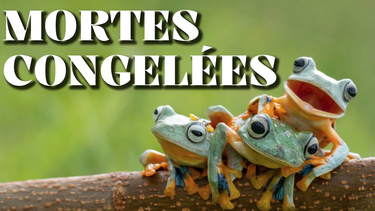 Les DÉRIVES de la PHOTO ANIMALIÈRE