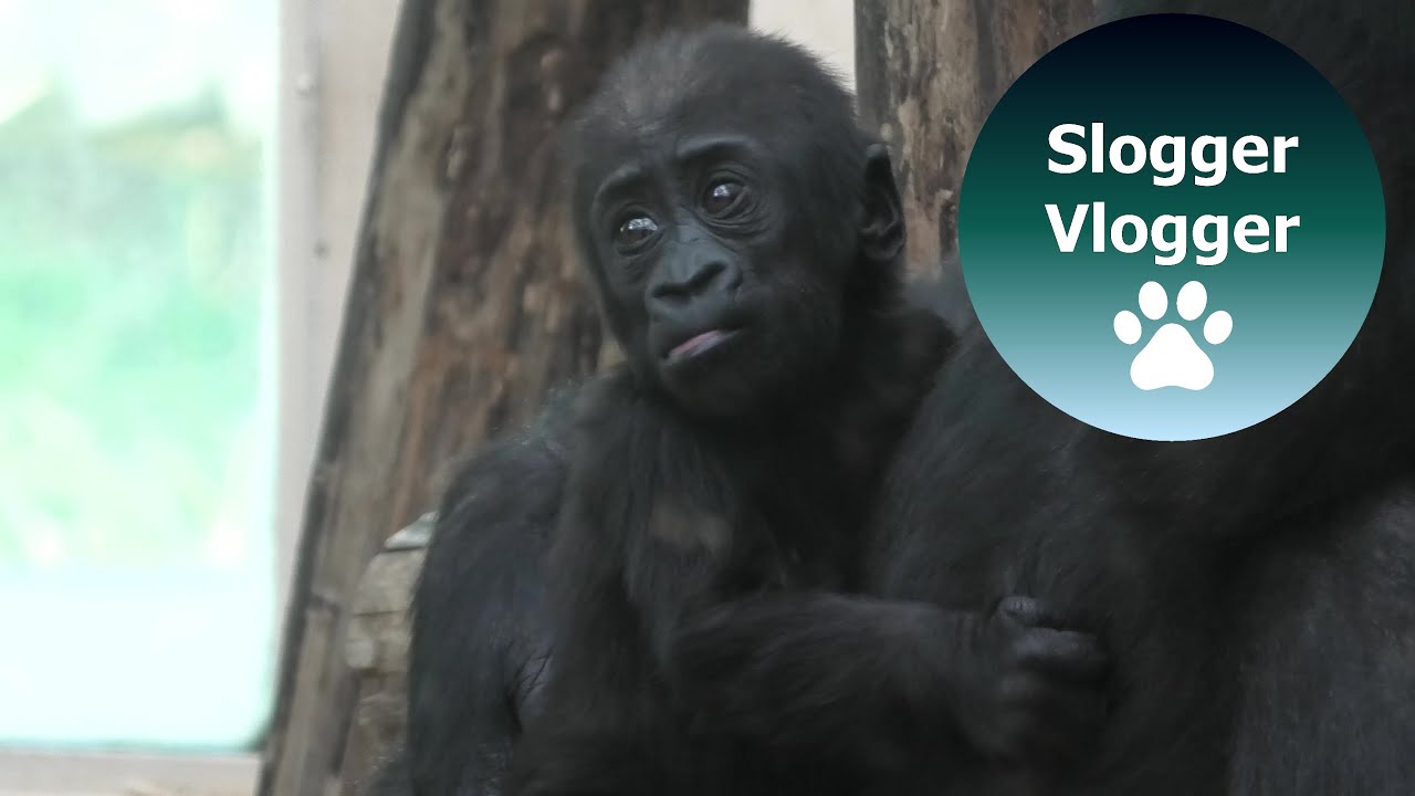 Gorilla Mum Mayani With Her Baby Girl Thandie