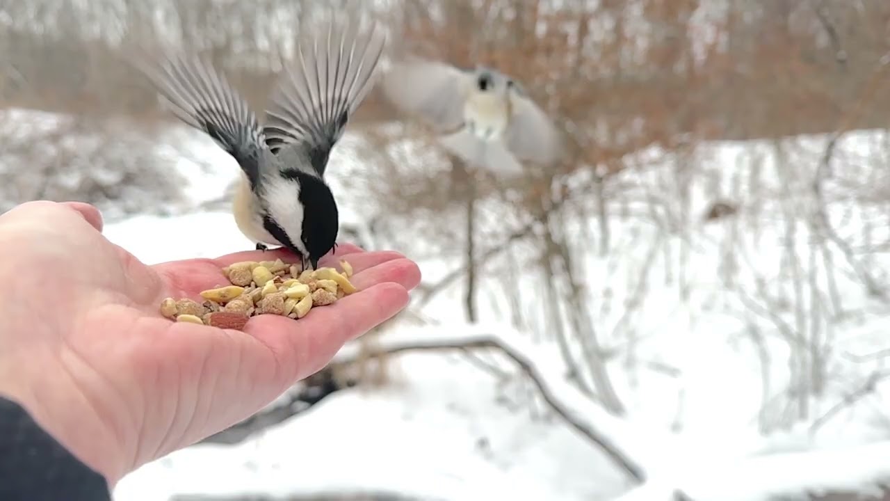 Hand-feeding Birds in Slow Mo - Chickadees, Tufties, Nuthatches, Red-bellied Woodpecker