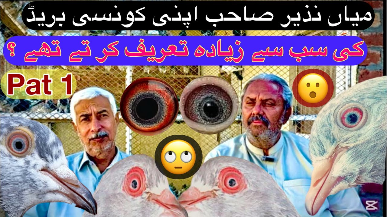 Main Nazeer apni konsi breed ki tareef Kerty thay || #amjadaliofficial