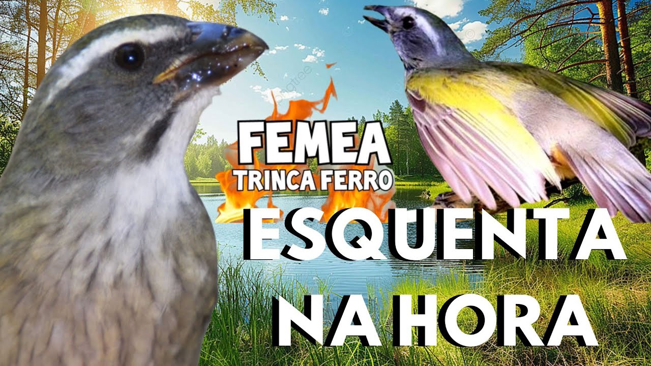 Melhor Fêmea de trinca ferro Macheando e Boca Mole💥 fêmea de trinca ferro Chamando 💥 esquenta rápi