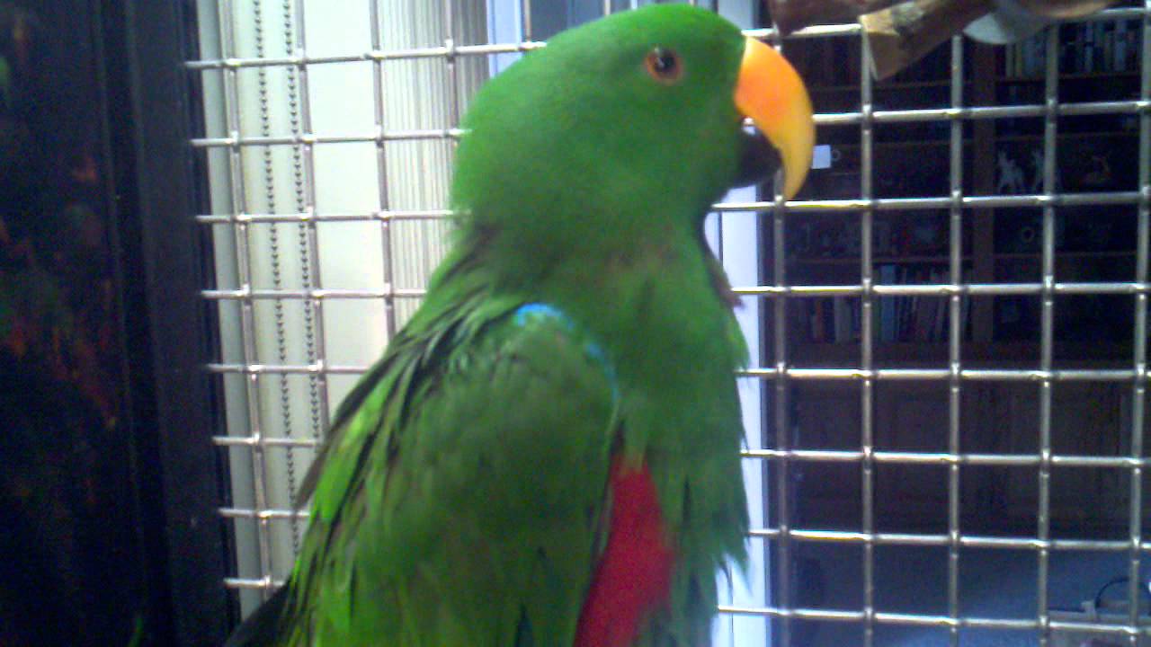 Eclectus parrot collar feather plucking update