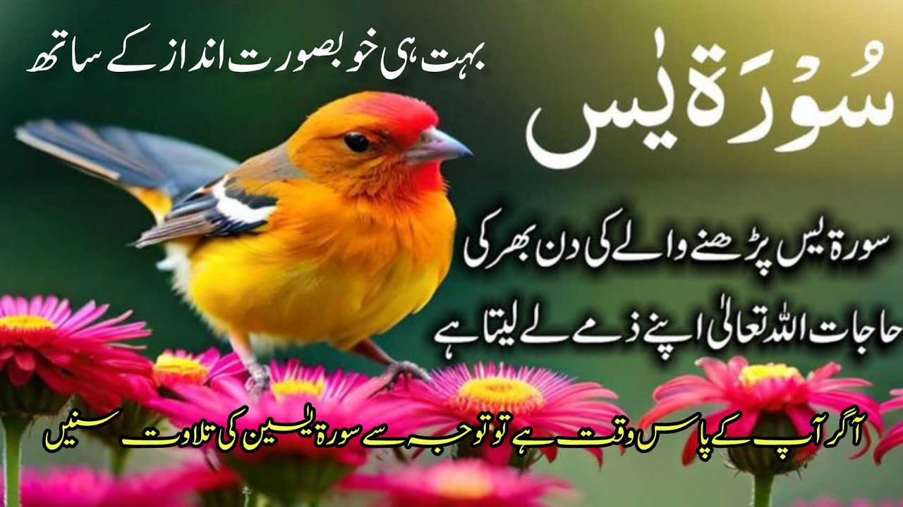 Experience the blessings of the Holy Quran 🌙 | سورة يسين | देखिए सूरत यासीन की तिलावत”#viral#yasin🤲🌹
