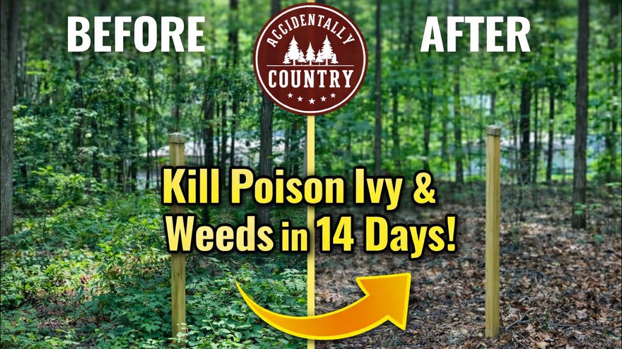 Weeds and Poison Ivy Took Over My Land&hellip; Until I Found THIS! (14-Day Test)