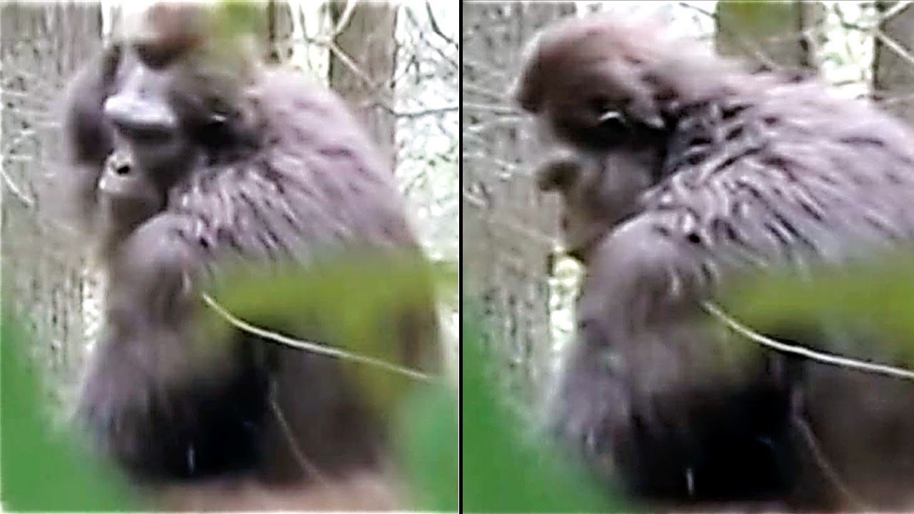 Самое четкое видео с Бигфутом из всех существующих, лучше, чем фильм 