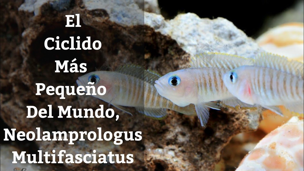 🔵 C&iacute;clidos Conchicolas Neolamprologus Multifasciatus,Los C&iacute;clidos M&aacute;s Peque&ntilde;os Del Mundo Acuarios MB