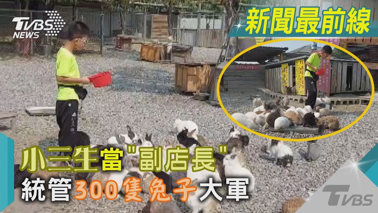 小三生當「副店長」 統管300隻兔子大軍｜TVBS新聞@TVBSNEWS01