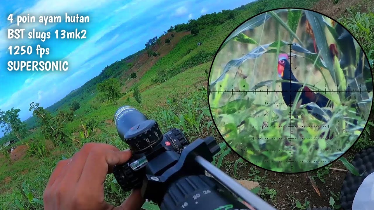 Berburu ayam hutan ‼️mungkin ini moment sekali seumur hidup 😆 || BST 13MK2 SUPERSONIC