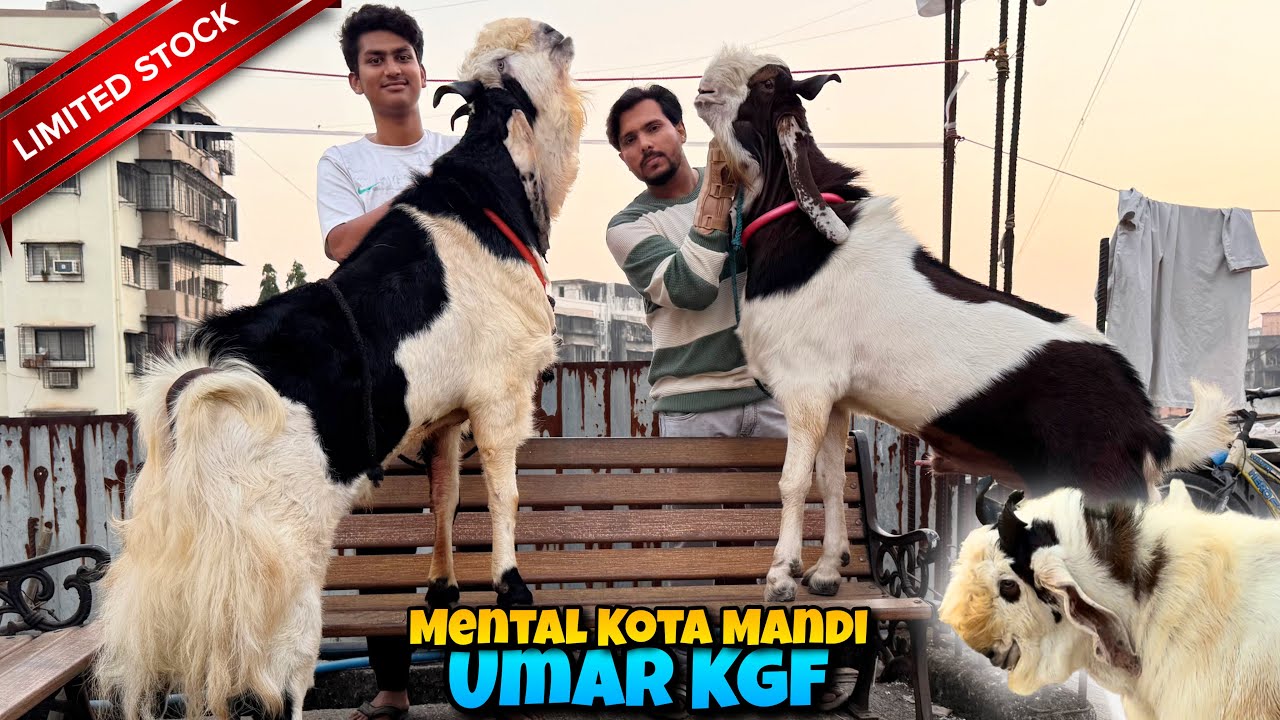MENTAL KOTA Mandi of UMAR KGF Andheri DONGER🤩 BIG KOTA GOATS
