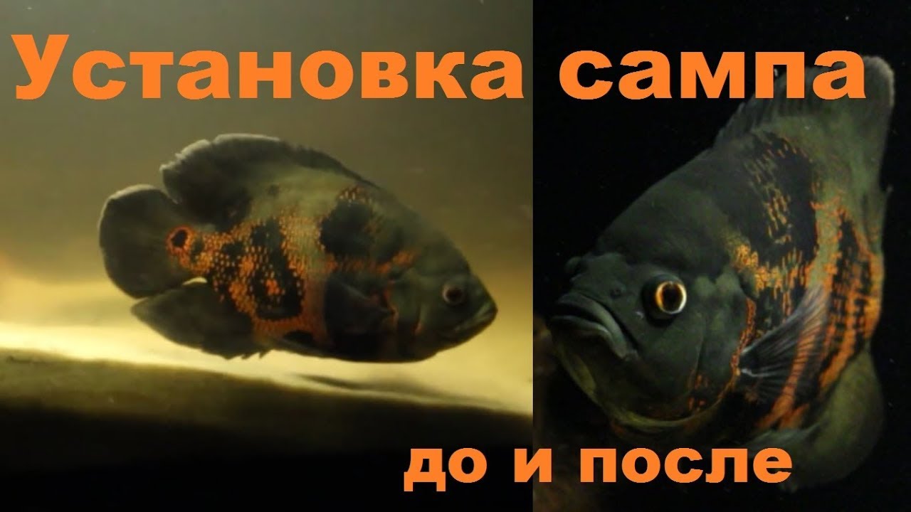 Аквариум 500 литров с крупной америкой