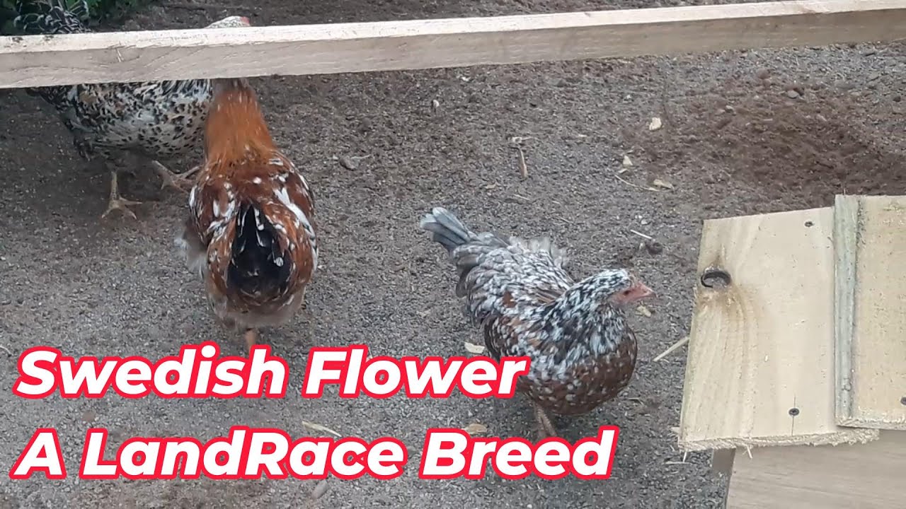 The Most Beautiful Breeds of Chickens