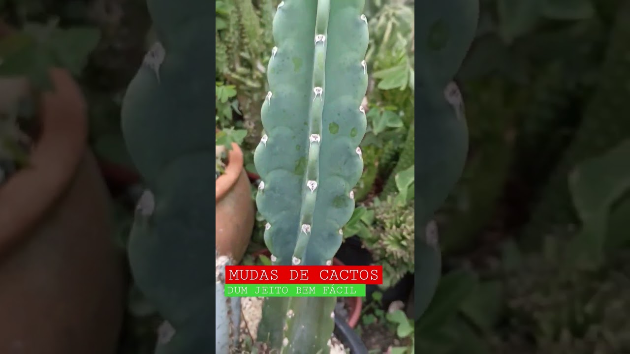 QUAL &Eacute; UM MODO F&Aacute;CIL DE FAZER MUDAS DE CACTOS?