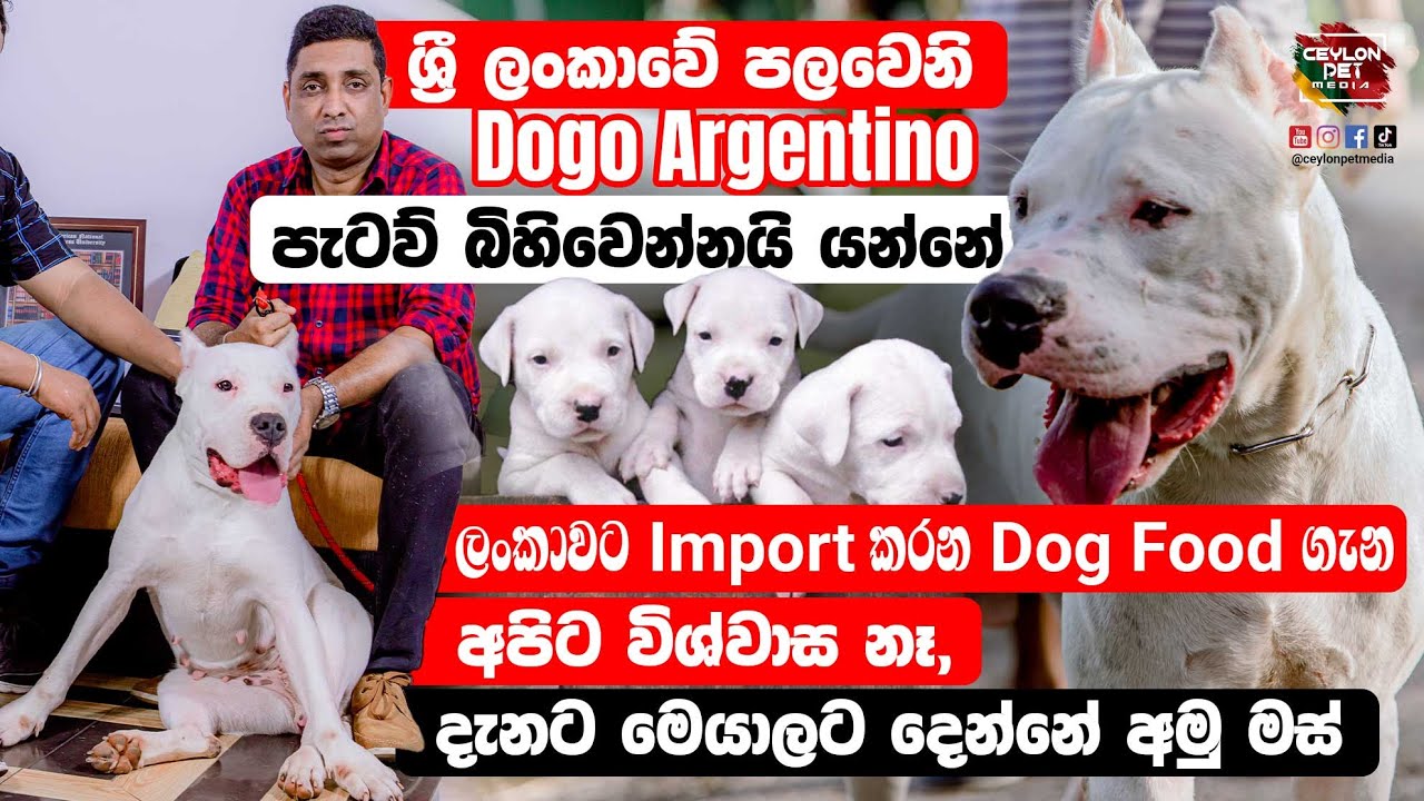 ශ්‍රී ලංකාවේ පලවෙනි Dogo Argentino පැටව් බිහිවෙන්නයි යන්නේ - Ceylon Pet Media