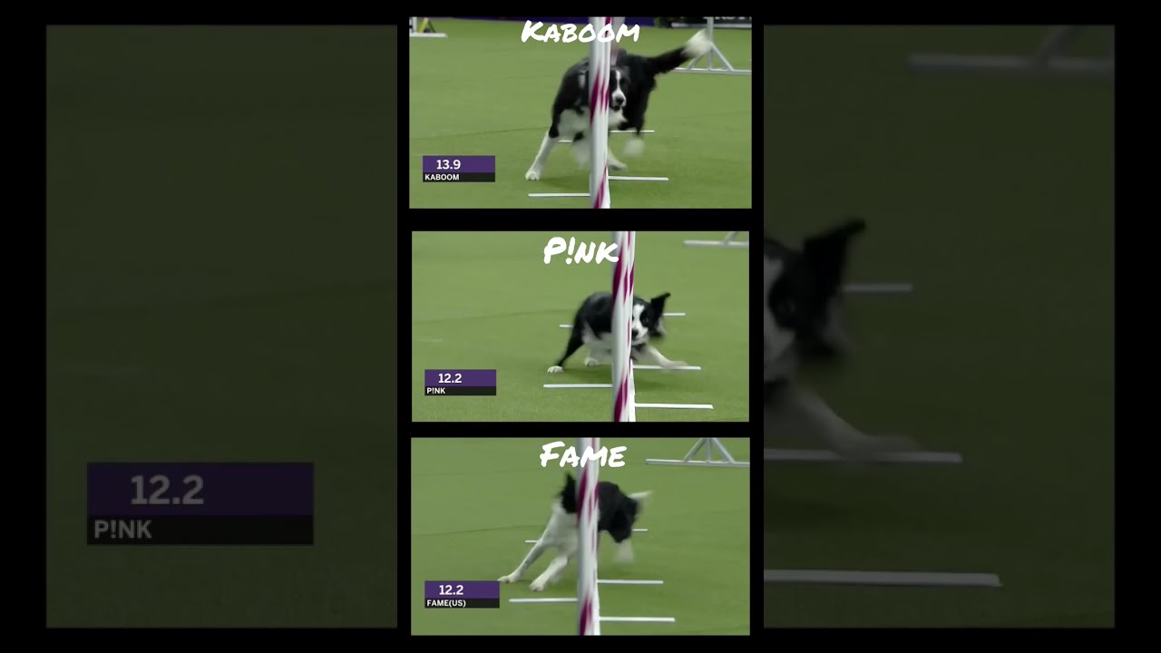 Which size Border Collie is fastest on weave poles #shorts