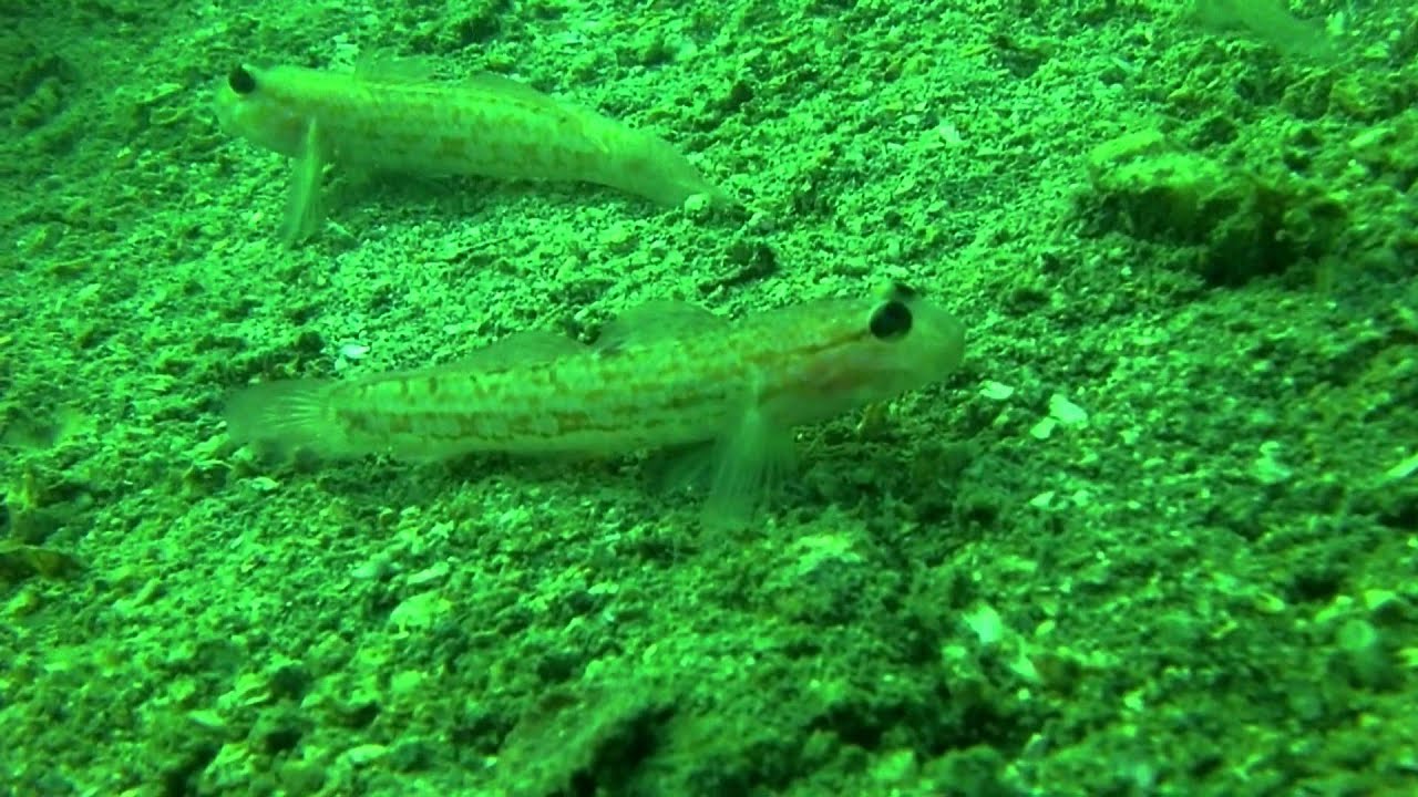 20110828_魚島 サビハゼ