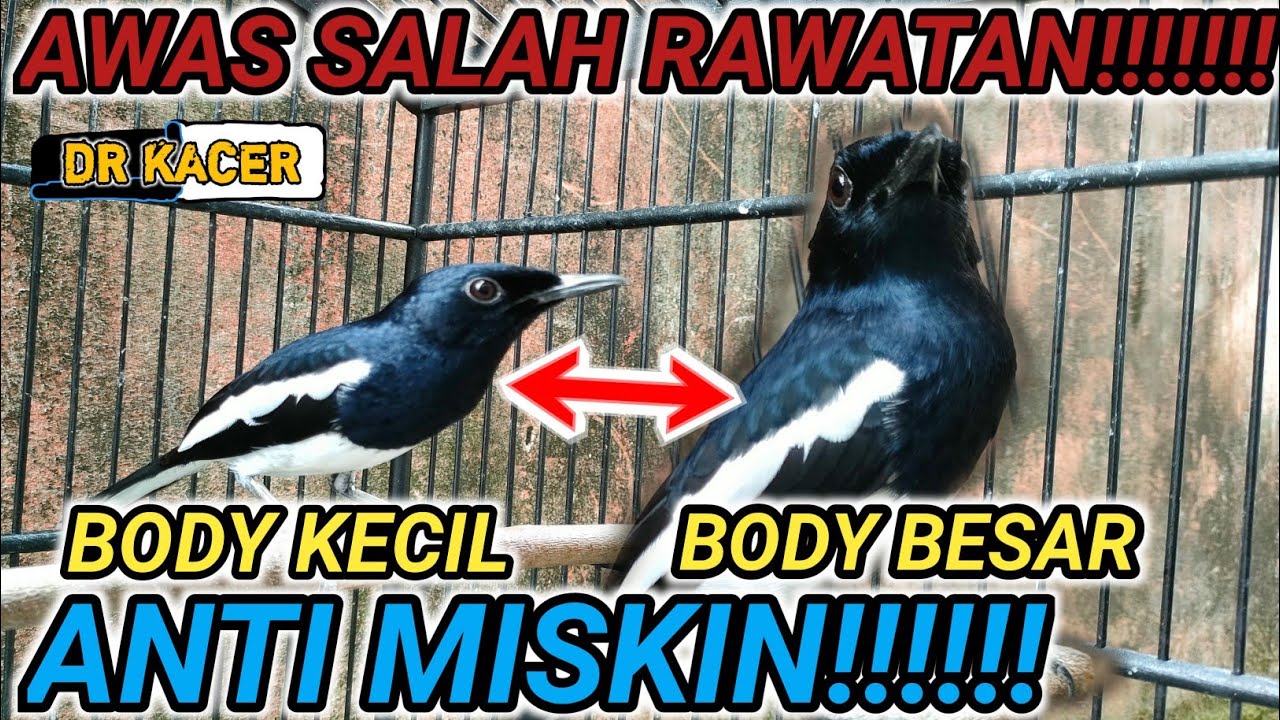 KACER BODY BESAR VS KACER BODY KECIL FAHAMI INI!!!  | DR KACER NEW