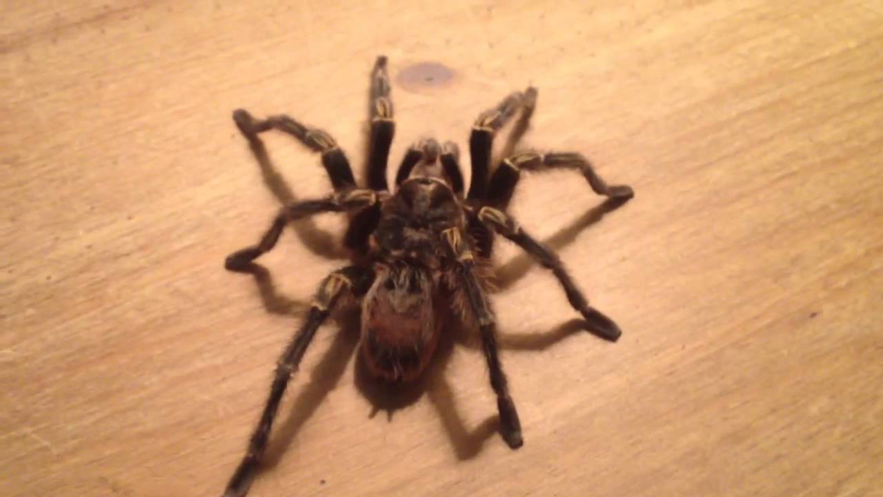 Tarantula tapping it's feet and pedipalps - Tarantula Music