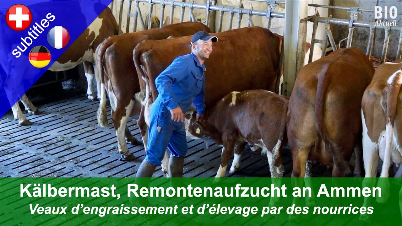 Kälbermast und Remontenaufzucht an Ammenkühen (Betrieb Kobel, Trubschachen/BE)