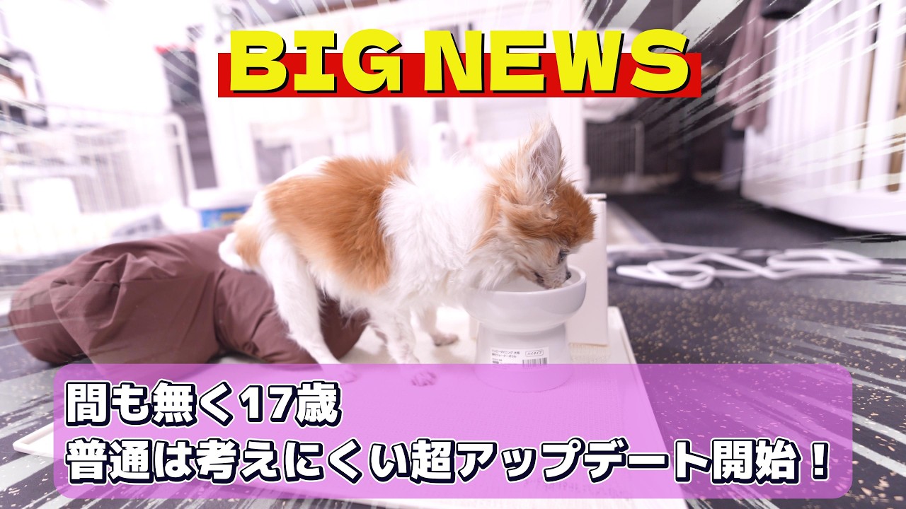 【凄すぎる】間も無く17歳お婆ちゃんの奇跡！未だに進化が止まりません