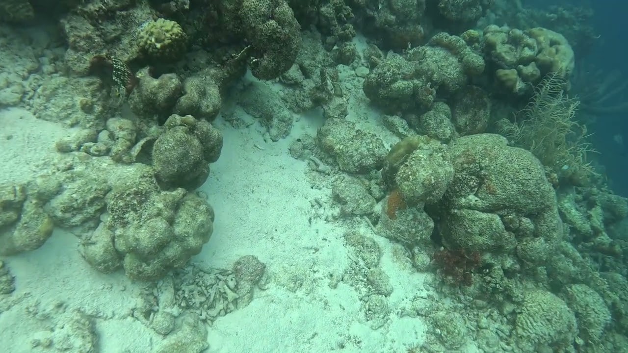 Diving at Bonaire Jan 2026, part 1