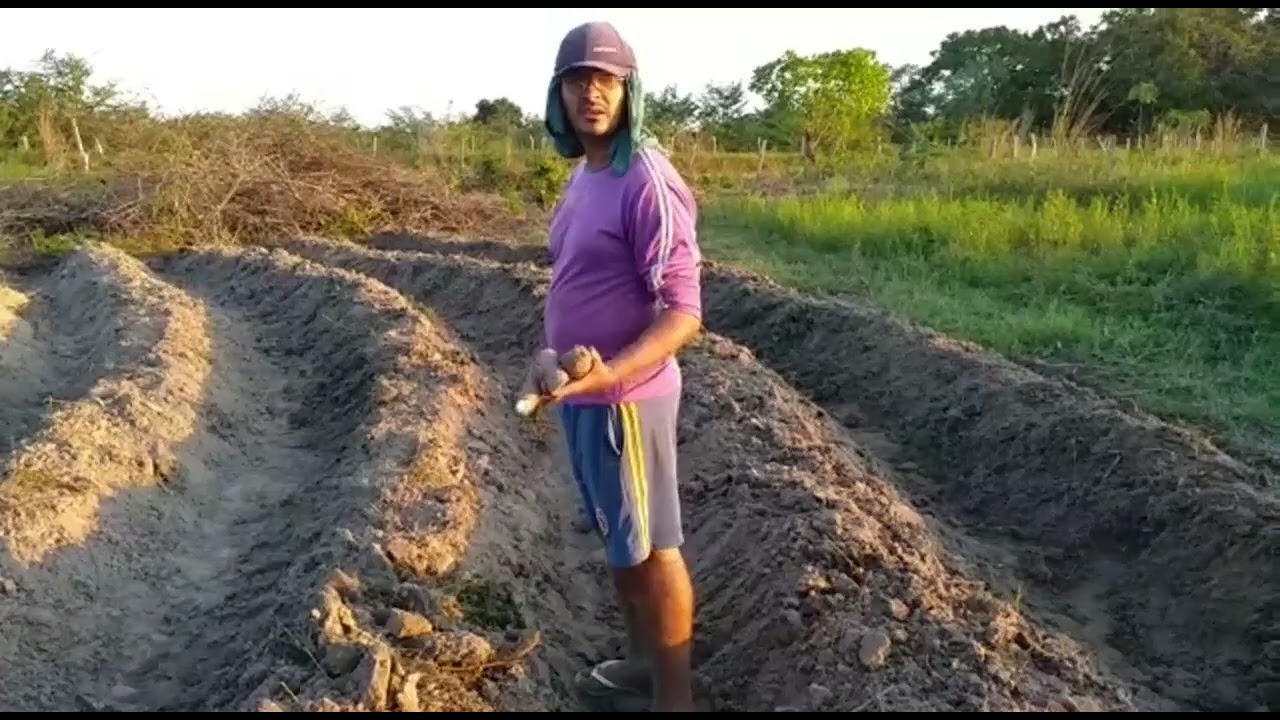 plantando macaxeira na leira