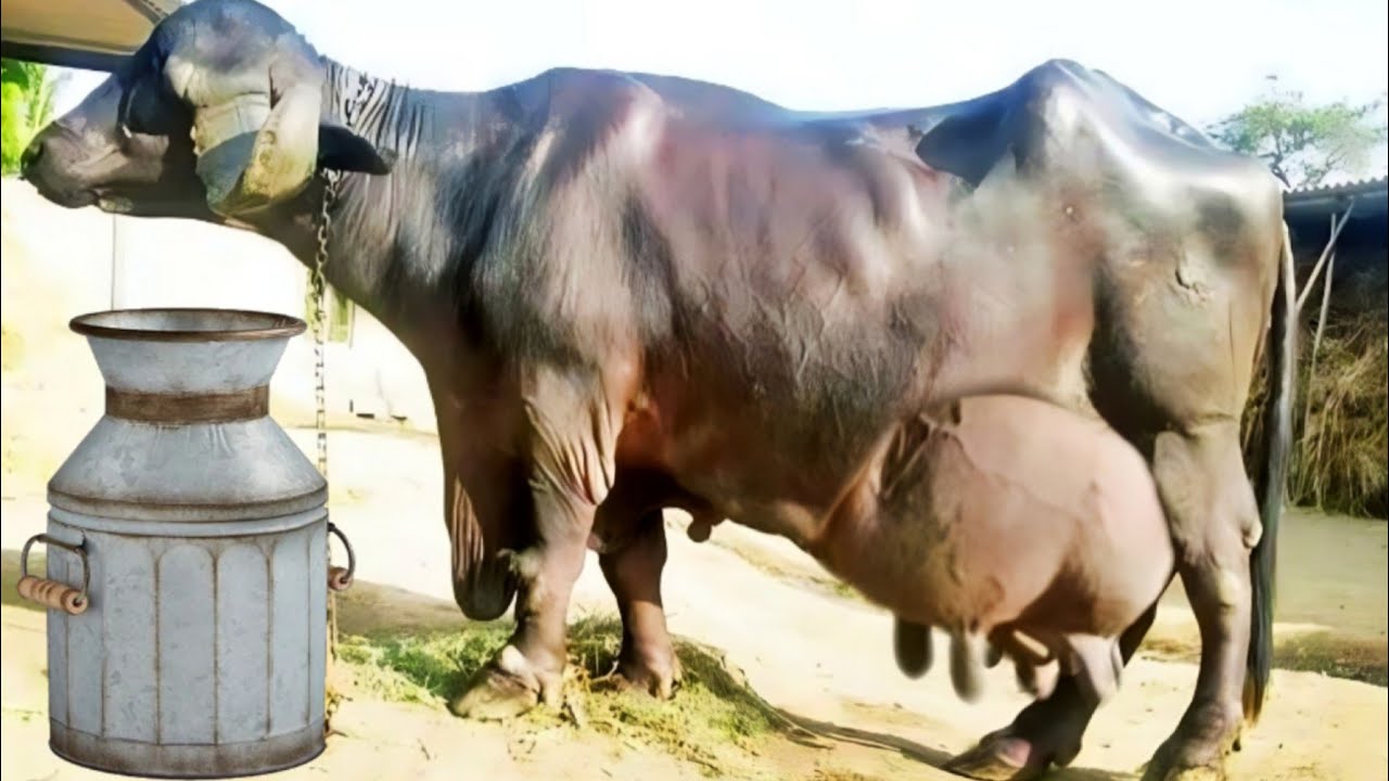 Worlds Biggest Jafarabadi Buffalo | 50 Kg Milk Jafarabadi Bhains | Video Documentary in Hindi / Urdu