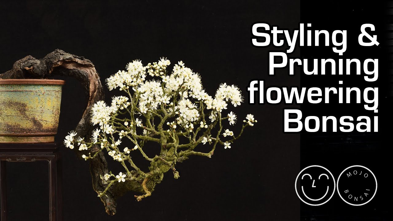 Styling and pruning flowering Bonsai