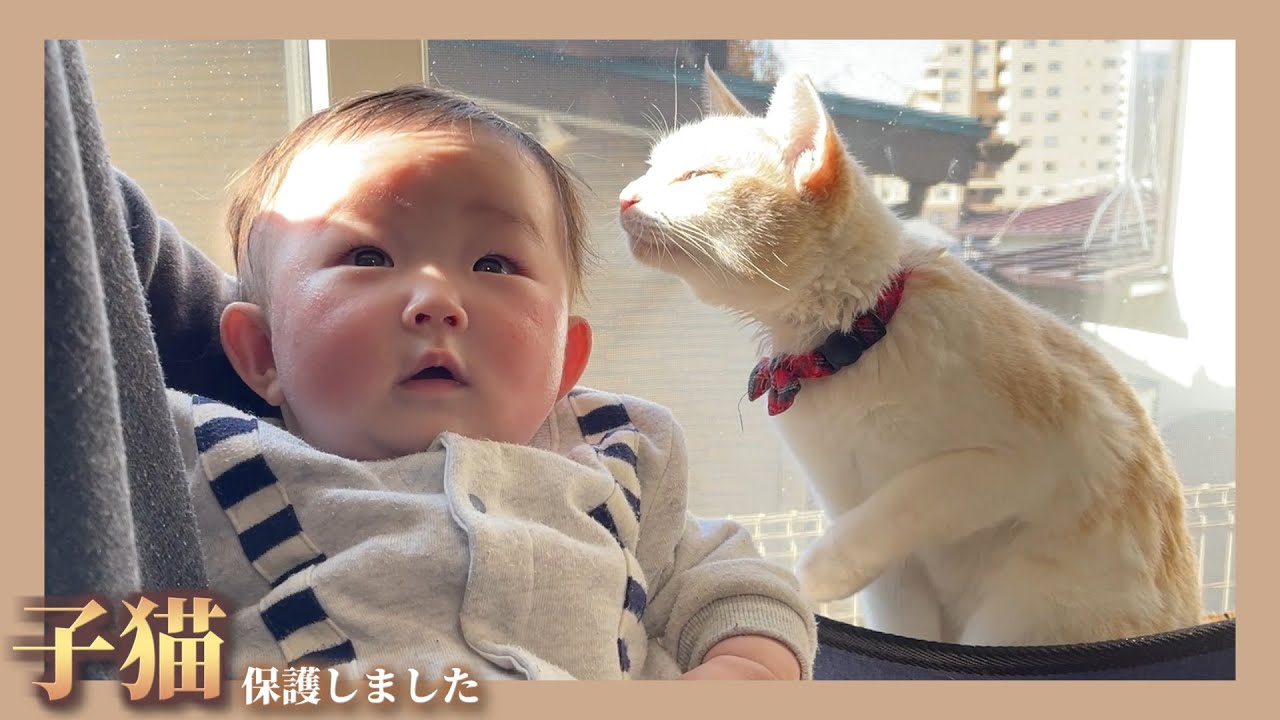 【感動】猫が0歳の赤ちゃんに大事なことを教えてくれるようです
