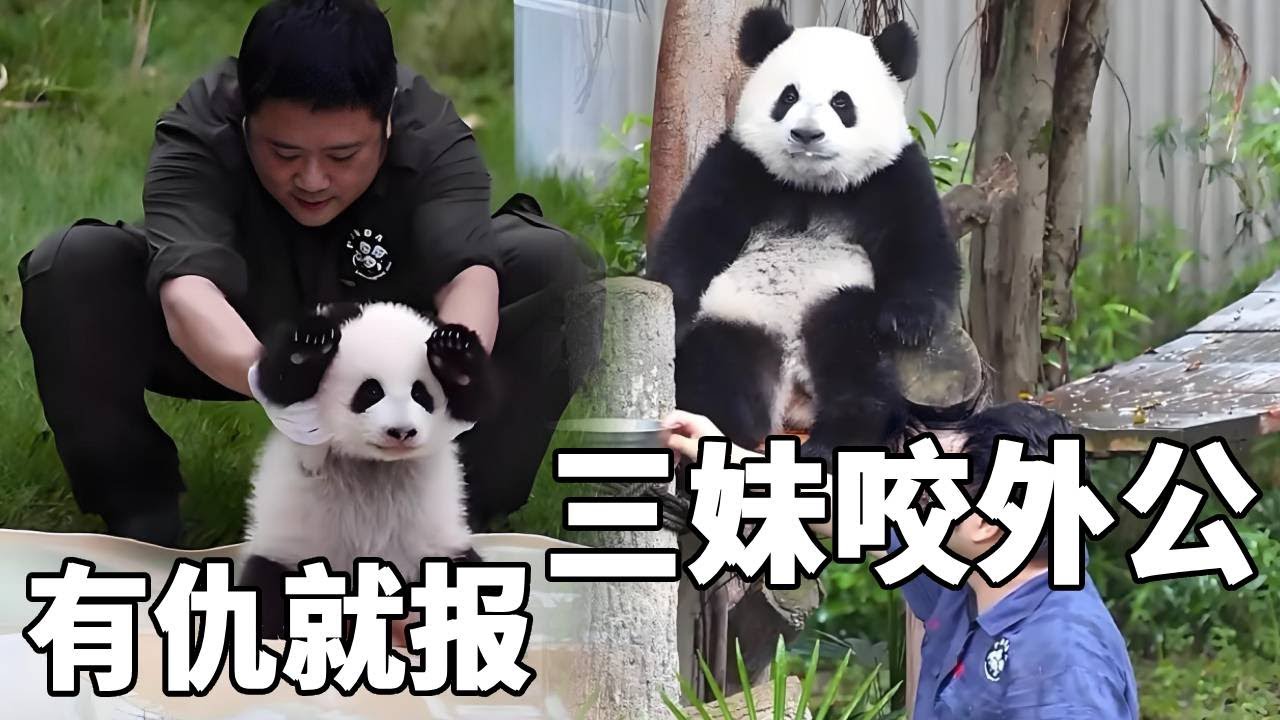 三妹咬墩墩外公也是有原因的，以前总是被三妹拿捏，现在墩墩也是欠欠儿的【你好大熊猫】