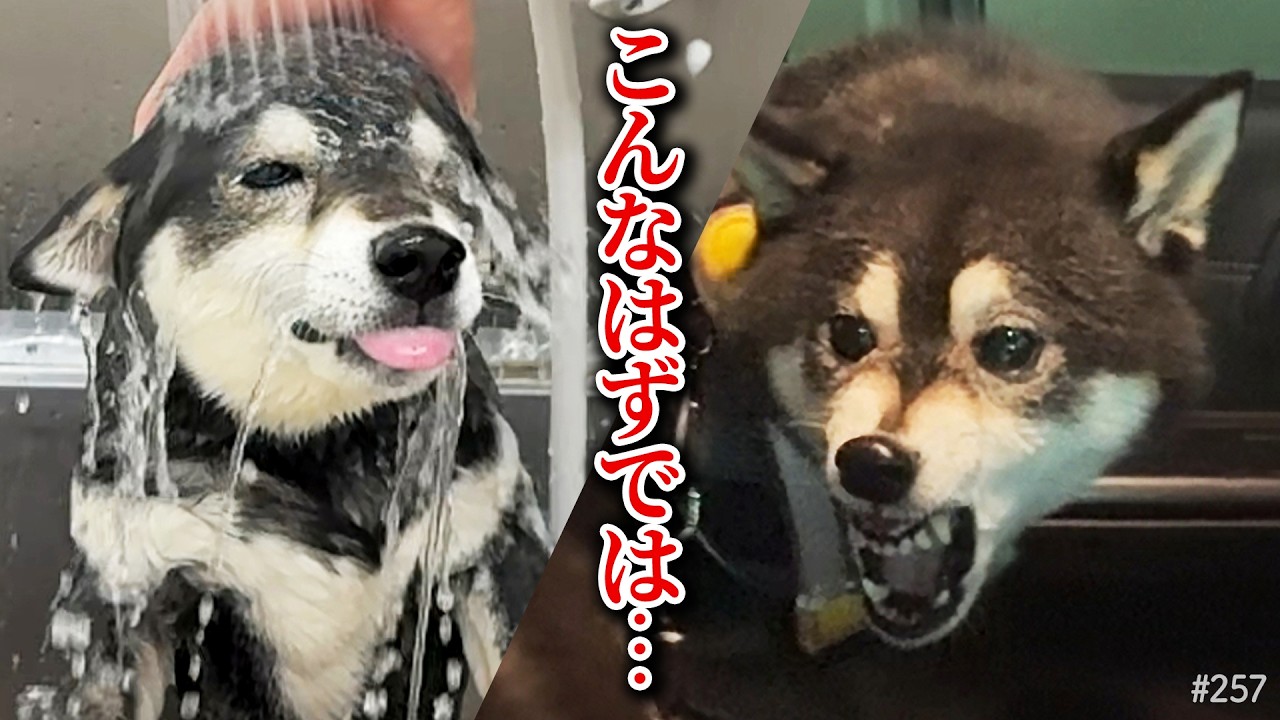 頑張ってトラウマ克服しかけたのに、最後にブチ切れる柴犬