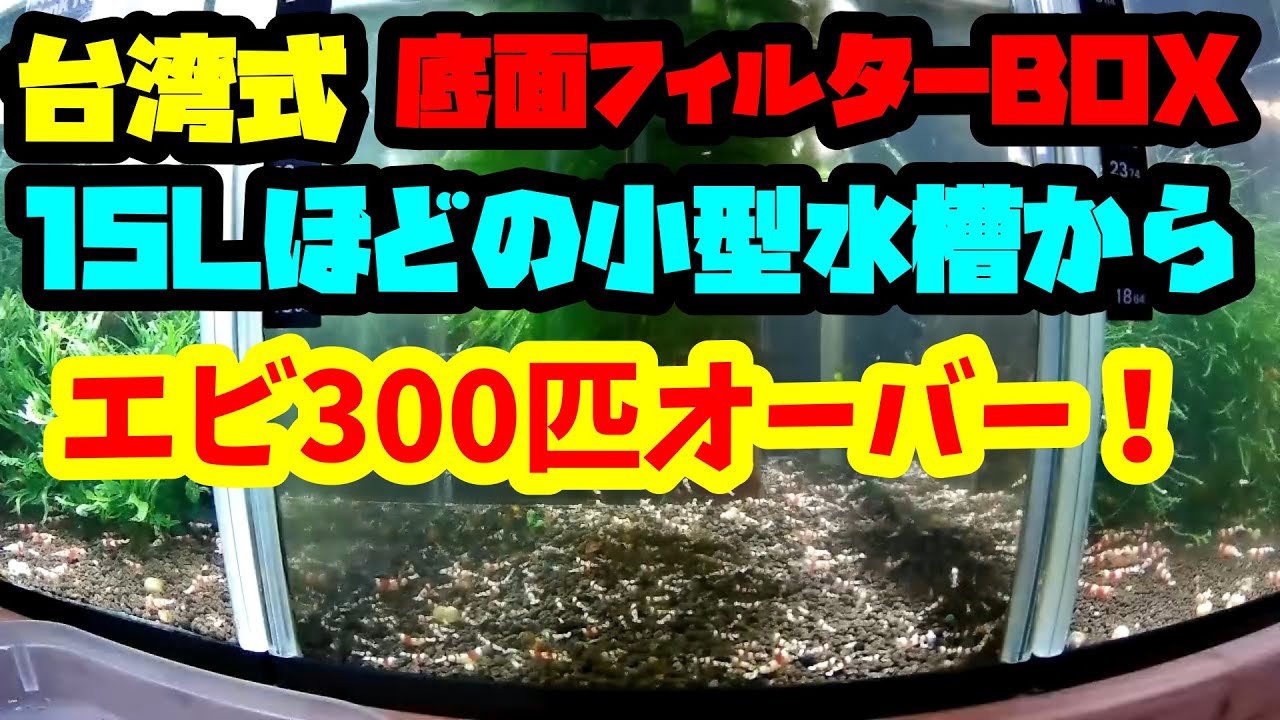 「シュリンプ飼育」小型水槽の台湾式底面フィルターボックス仕様でシュリンプ300匹越え！リセット&立ち上げしていきます！