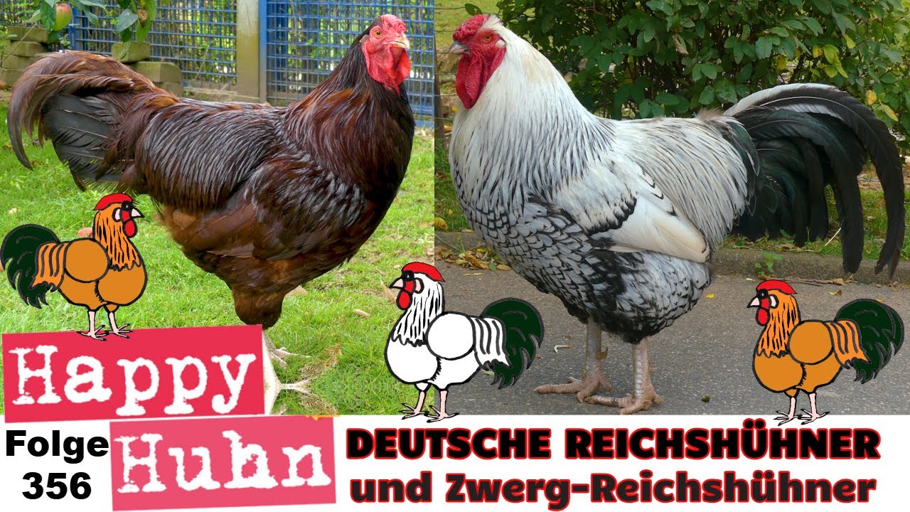 Deutsche Reichshühner im Portrait + Deutsches Zwerg Reichshuhn - HAPPY HUHN Folge 356 #hühnerzucht