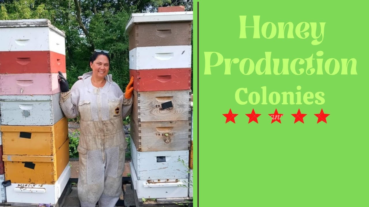 HUGE Honey Crop With Single Brood Box Beekeeping Management