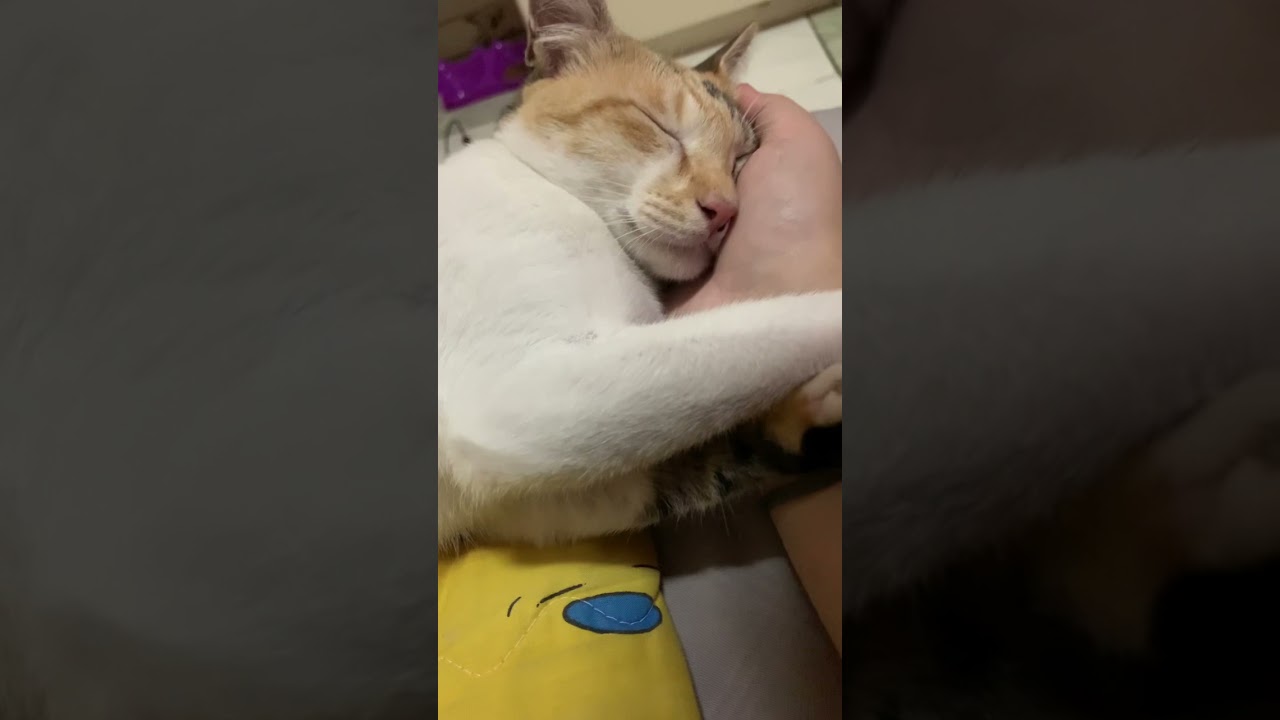 Why do cats look so cute when they sleep? #sleepingcat #adorablecats