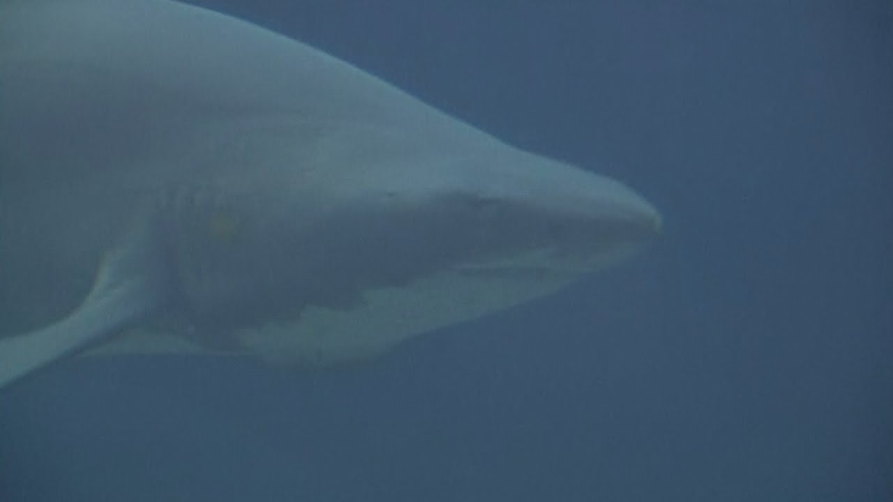 Shark attack: Swimmer killed by shark in Australia
