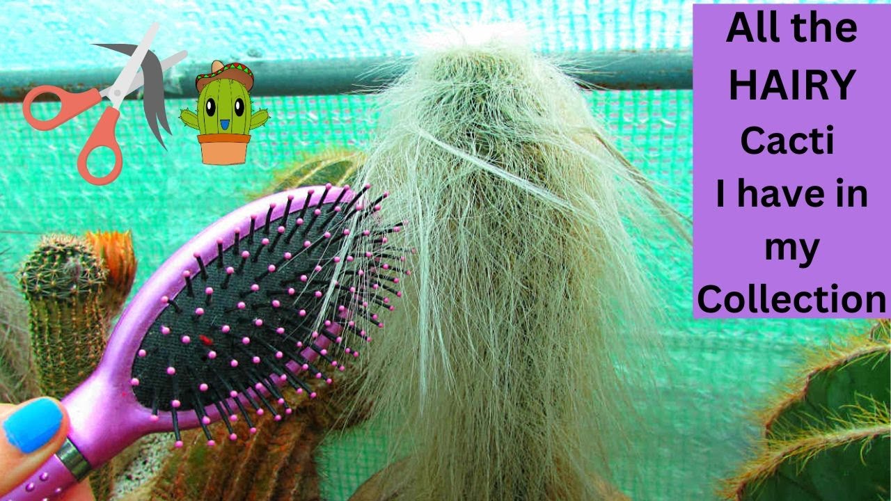 All the HAIRY Cacti I have in my Cactus Collection | Cactus Collection