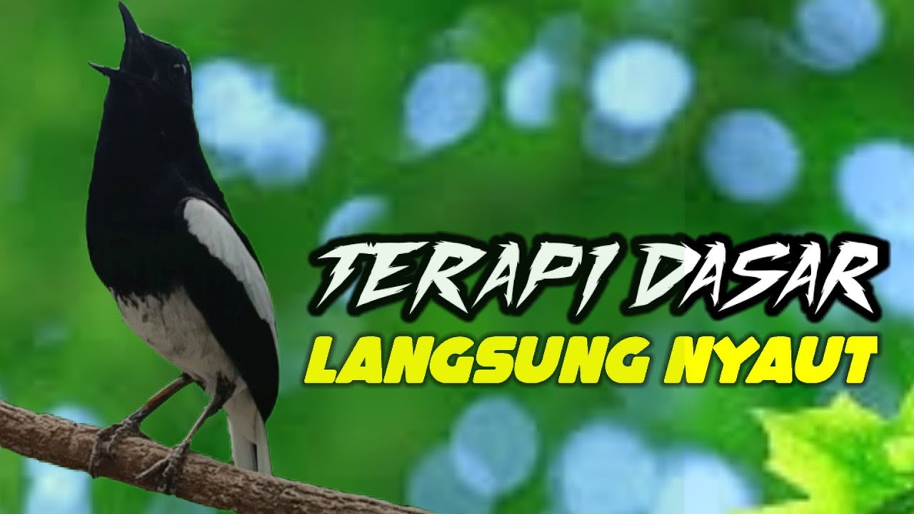 Kacer Ngeplong ini Ampuh Buat Pancingan Kacer bahan agar nyaut langsung !