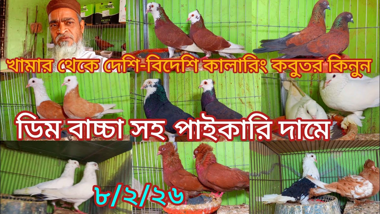 বাবু ভাইয়ের খামার থেকে দেশি বিদেশি কালারিং কবুতর কিনুন ডিন বাচ্চা সহ