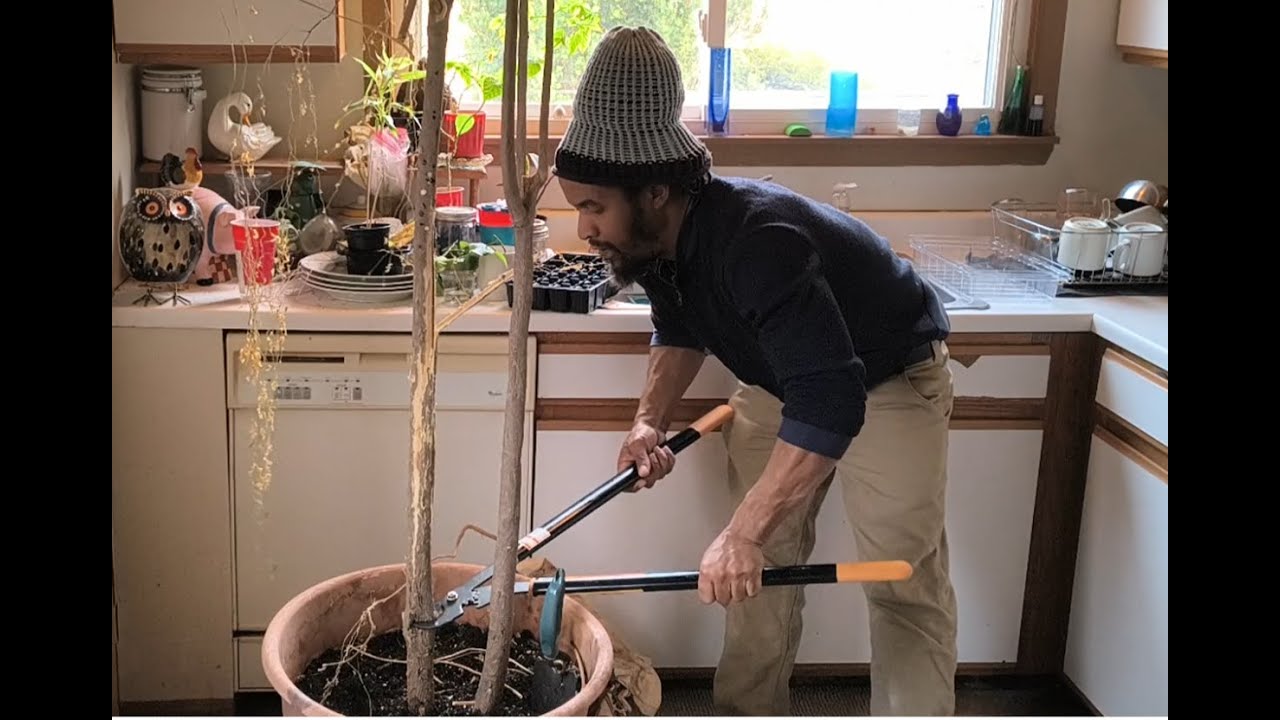 CAN I SAVE MY MOTHER MORINGA? YEARS OF GROWTH!