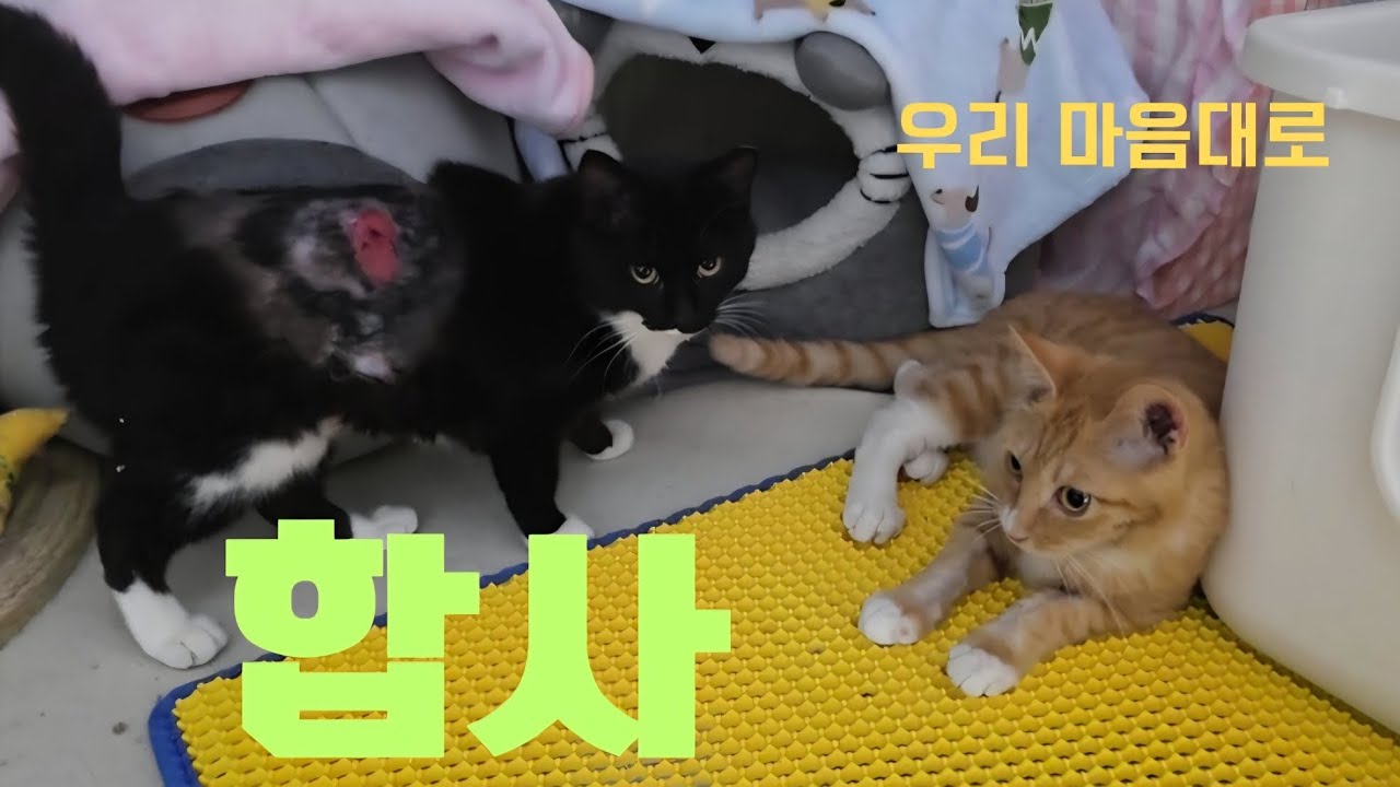 죽을 고비를 넘긴 두 새끼고양이들의 자기 마음대로의 합사