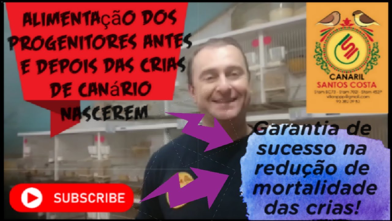 Alimentação dos progenitores antes e depois das crias de canários nascerem